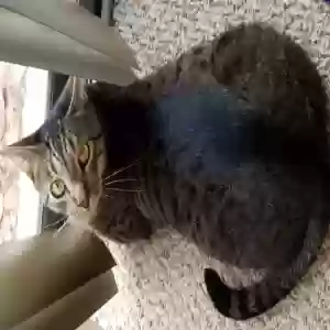 lost male cat tony